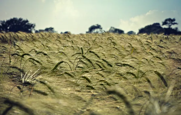 Поле, пейзаж, природа, колосья