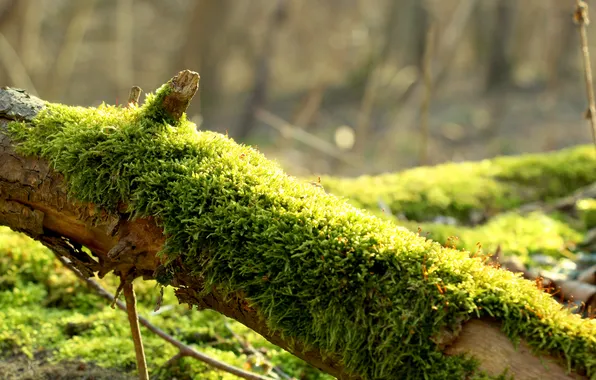 Green, twig, forest moss