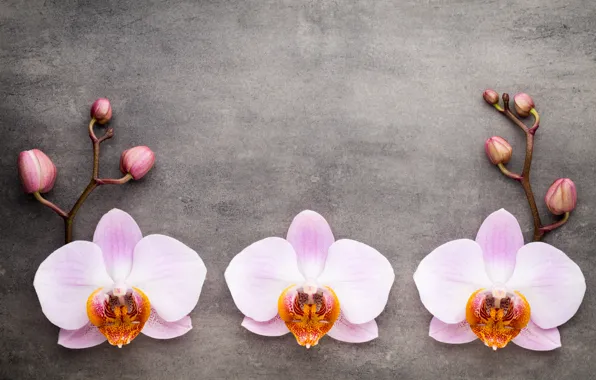 Орхидея, pink, flowers, orchid