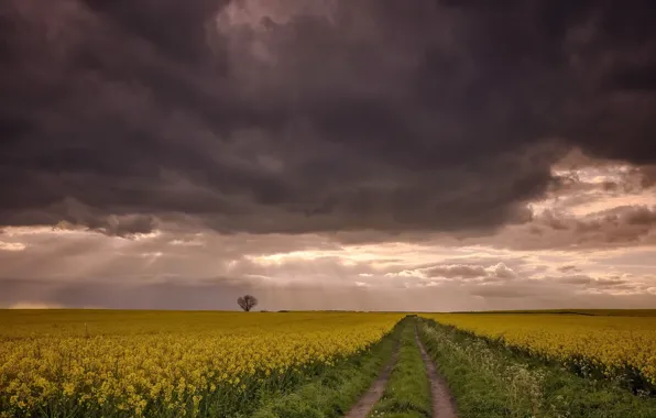Дорога, поле, рапс