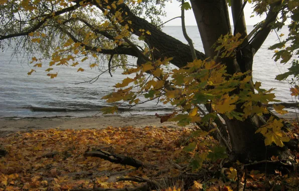 Осень, деревья, природа, река, фото, побережье, Польша, Puck