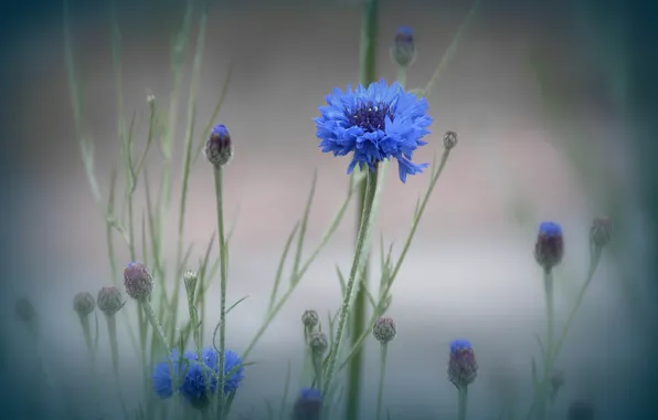 Картинка цветок, макро, туман, растение, луг