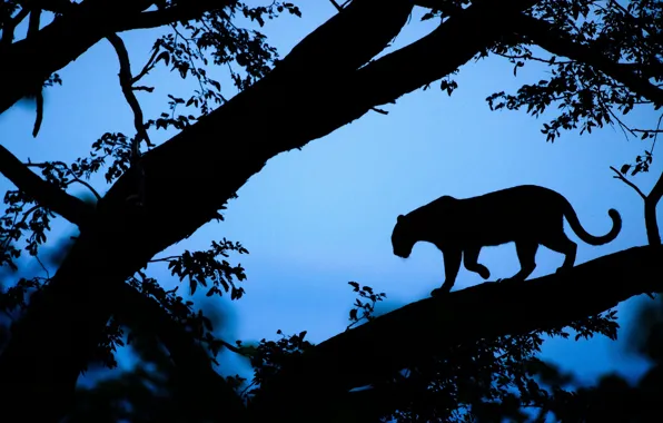 Дерево, вечер, леопард, Африка