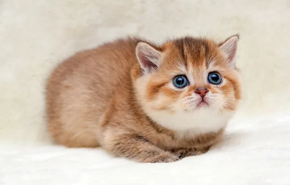 Кошка, взгляд, поза, котенок, малыш, рыжий, лежит, мордашка