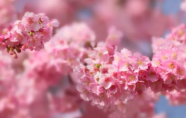 Макро, вишня, розовый, весна, сакура