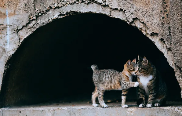 Взгляд, кошки, темный фон, котенок, серый, улица, мило, малыш