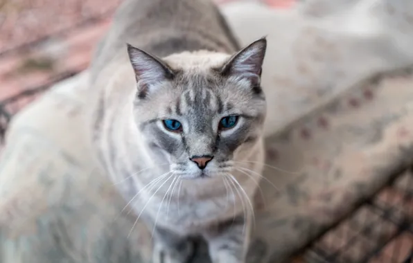 Глаза, кот, взгляд, кошак