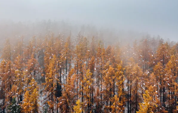 Картинка осень, лес, туман