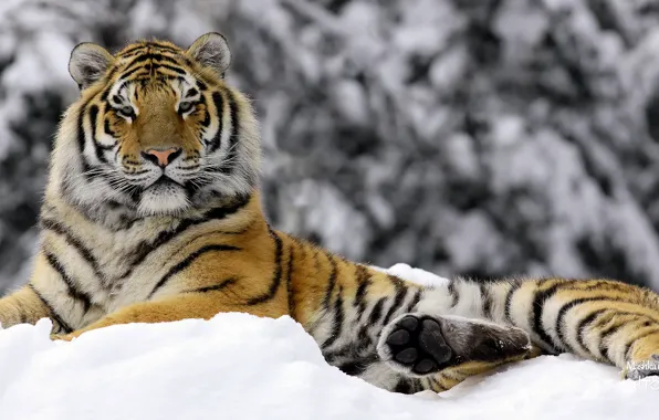 Картинка зима, тигр, Mashka in Winter
