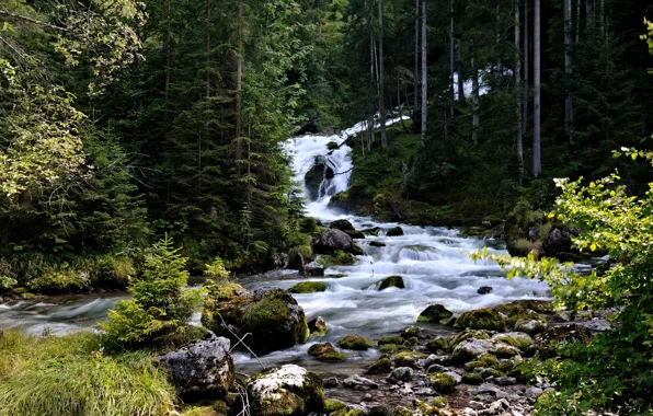 Картинка лес, деревья, ручей, камни, мох, поток, Австрия, пороги