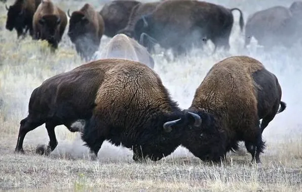Картинка wildlife, American bison, Buffalo, animals big, Bisons