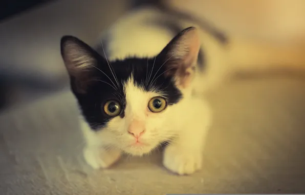 Картинка кошка, взгляд, котенок, черно-белый