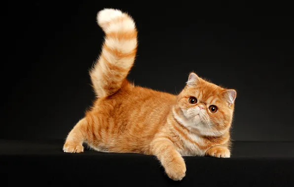 Кошка, взгляд, поза, темный фон, котенок, рыжий, мордочка, хвост