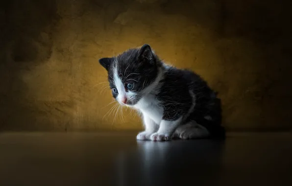 Кошка, котенок, малыш, фотостудия