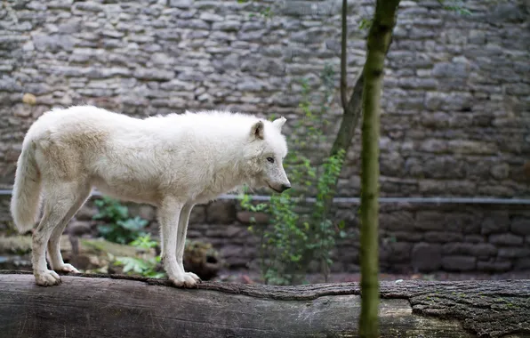 Картинка nature, snow, predator, face, animal, wolf, wildlife, portrait