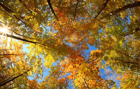 Картинка солнце, деревья, листва, Осень, крона