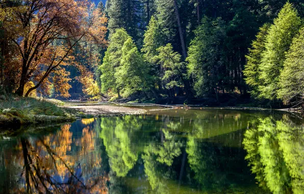 Картинка осень, лес, вода, солнце, деревья, отражение, река, Калифорния
