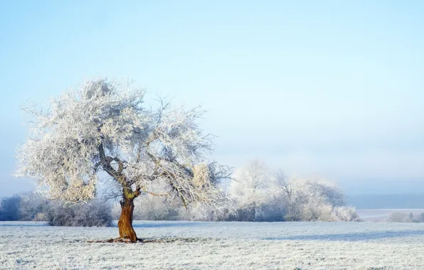 Зима, снег, пейзаж, дерево, forest, landscape, winter, snow