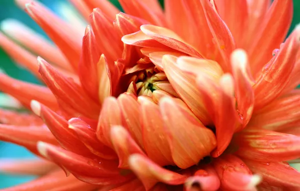 Картинка цветок, оранжевый, фотография, лепестки, оранжевая страсть