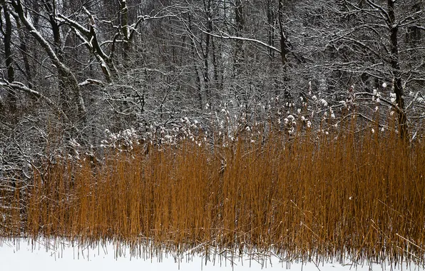 Картинка зима, лес, снег, деревья, растение