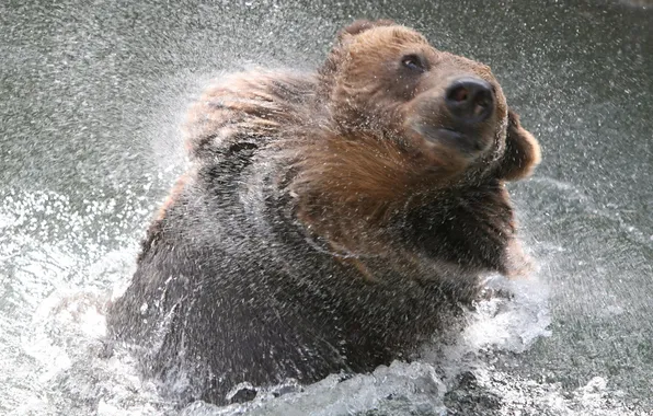 Вода, брызги, медведь