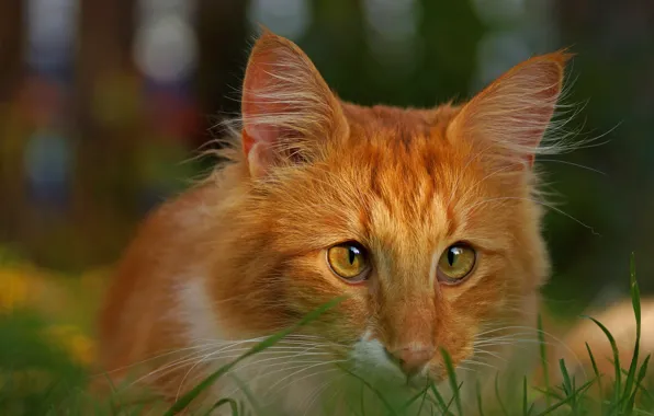 Картинка кошка, кот, взгляд, портрет, рыжая