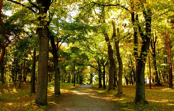 Осень, листья, деревья, парк, Норвегия, дорожка, trees, park