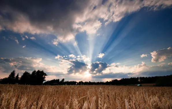 Картинка пшеница, поле, небо, листья, солнце, облака, деревья, природа