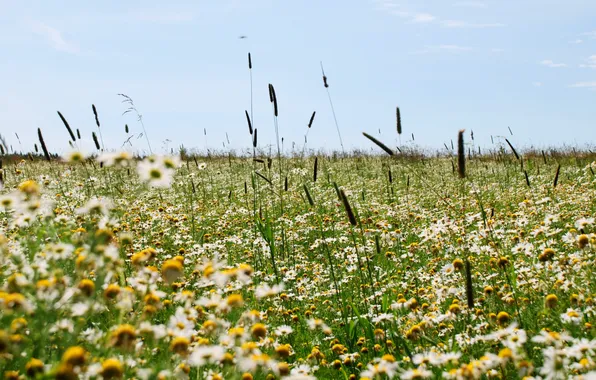 Картинка поле, лето, трава, цветы, рамашки