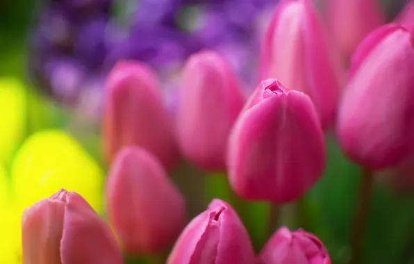 Картинка цветы, розовый, растения, Тюльпаны, боке