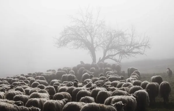 Картинка туман, овцы, утро