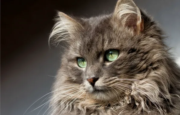 Картинка кот, взгляд, портрет