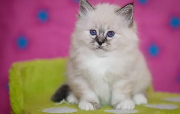 Белый, взгляд, поза, котенок, малыш, мордочка, котёнок, сидит