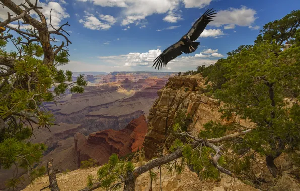 Деревья, пейзаж, природа, птица, США, Гранд-Каньон, национальный парк, Grand Canyon