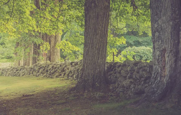 Trees, sunlight, shadow, stone fence