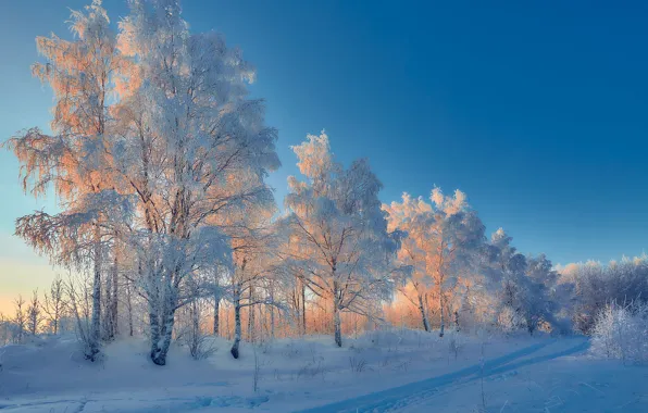 Зима, снег, деревья, следы, Россия, изморозь, Республика Коми, Илья Лисаускас