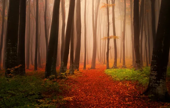 Осень, лес, деревья, фото