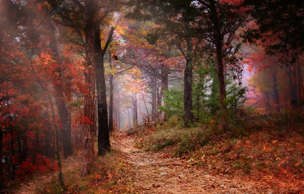Картинка осень, деревья, природа, туман, листва, цвет, Лес, тропинка