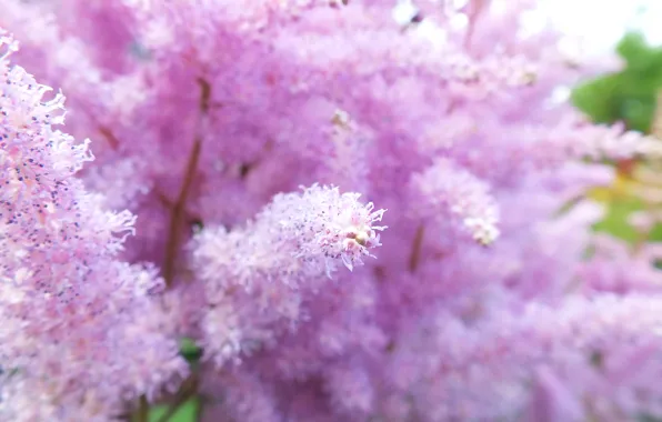 Лето, цветы, растение, summer, flower, необычное растение