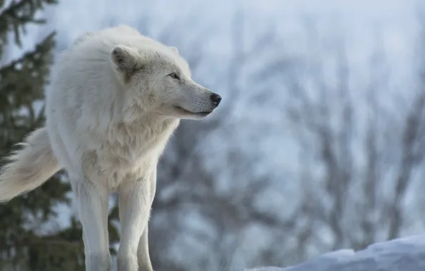 Nature, predator, animal, wolf, wildlife, arctic wolf, Canis lupus, portrait.