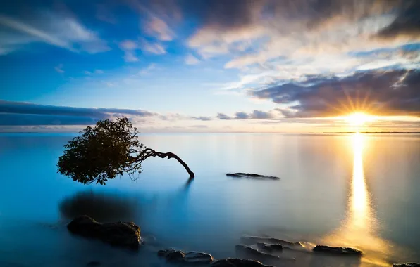 Картинка море, небо, дерево, закат солнца