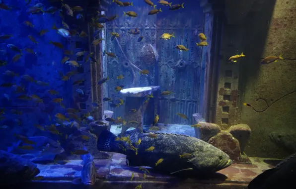Atlantis, Aquarium, Bahamas, Paradise Island