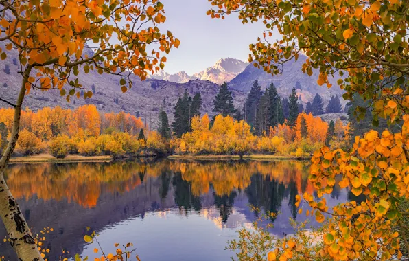 Осень, деревья, горы, ветки, отражение, река, Калифорния, California