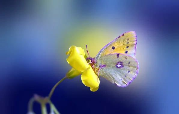 Картинка цветок, желтый, фон, бабочка