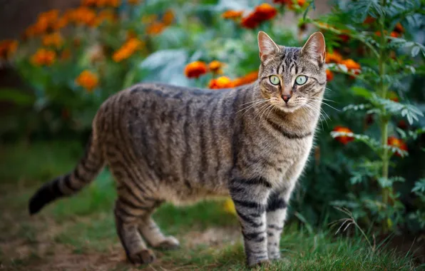 Кошка, лето, кот, взгляд, цветы, природа, поляна, полосатый