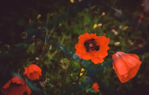 Картинка цветы, красный, темный фон, сетка, забор, мак, маки