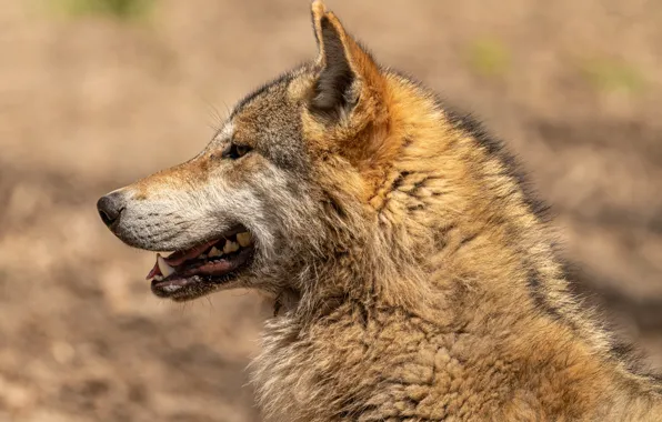 Картинка nature, predator, animal, wolf, wildlife, portrait, portrait., Canis lupus. face