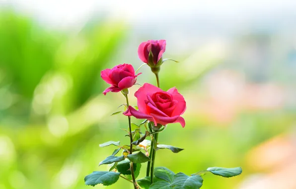 Картинка цветы, фон, розы, лепестки