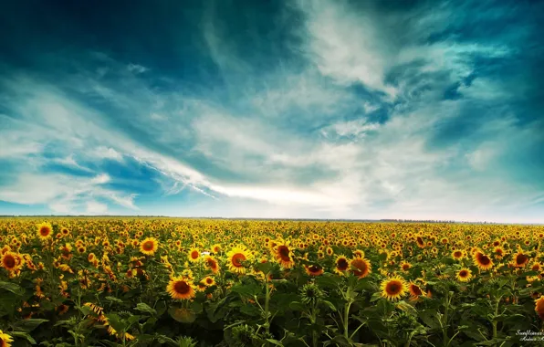 Подсолнухи, landscape, sunflowers
