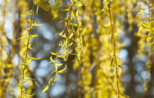 Tree, spring, leaf, twig